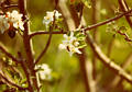 almondblossom40.jpg