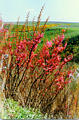 pinkblossoms33.jpg