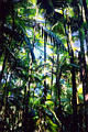 hawaii_tbg_54.jpg