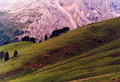 dolomitemeadow1a.jpg