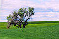 palouse_28.jpg