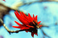 red_blossom7.jpg