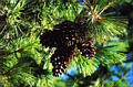 pinecone.jpg