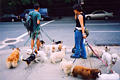dogwalkers.jpg