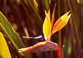 birdofparadise48.jpg