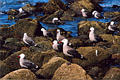 sayulita_birds2a.jpg