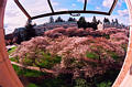 UW Cherry Blossoms 4