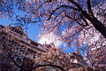 UW Cherry Blossoms 1