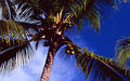 date_palm_tree.jpg