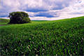palouse_19.jpg