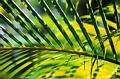 pv_palms8.jpg