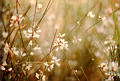 flower60.jpg