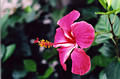 pv_hibiscus.jpg