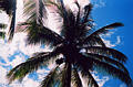 yelapa_palm.jpg