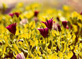 purpleflowers3.jpg