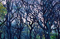 central_park6.jpg