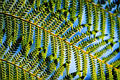 tree_fern1.jpg