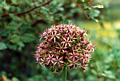 thistle27.jpg