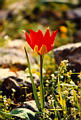 tulip1.jpg
