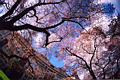 UW Cherry Blossoms 3