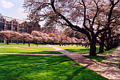 UW Cherry Blossoms 2