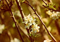 almondblossom44.jpg