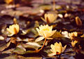 waterlillies49.jpg