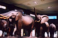 mnh_elephants.jpg