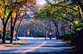 central_park5.jpg