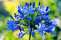 blueflower03.jpg