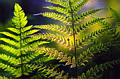 ferns1.jpg