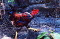 yelapa_rooster.jpg