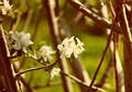 almondblossom41.jpg