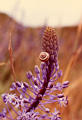 snail26.jpg