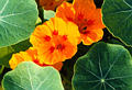 nasturtium.jpg