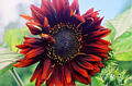 sunflower01.jpg