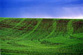 palouse_11.jpg
