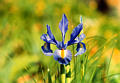 iris21.jpg