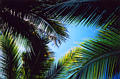 pv_palms4.jpg
