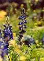 lupine63.jpg