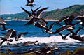 sayulita_birds1.jpg